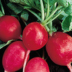 Radish_parat_sperling_garden