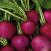 Radish_plum_purple