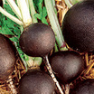 Radish_round_black_spanish_garden