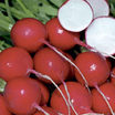Radish_rudolf