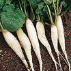 Radish_white_icicle_garden