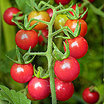 Tomato_matt_s_wild_cherry