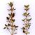 Thyme_thymus_dot_wells-1.small