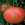 Tomatoes: Lycopersicon esculentum, 'Brandywine'