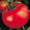 Tomato_martian_giant
