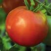 Tomato_santiam