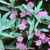 Lavender_flowers_p2.small