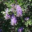 Trees_and_shrubs_sophora_secundiflora