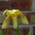 Iris_edited