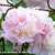 Peony-division.small