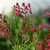 Hedges_salvia_greggii_lipstick-1.medium.small