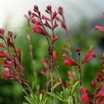 Hedges_salvia_greggii_lipstick-1