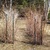 Raspberry_pruning_001