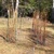 Raspberry_pruning_006