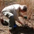 Raspberry_pruning_003