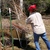 Raspberry_pruning_002