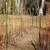 Raspberry_pruning_007
