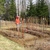 Raspberry_pruning_005