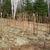 Raspberry_pruning_008