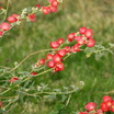 DigtheDirt Member Gardens