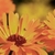 Calendula_reduce