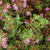 Thyme_thymus_pseudolanuginosis-2.small