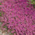Thyme_thymus_serphyllum_coccineus-1.small