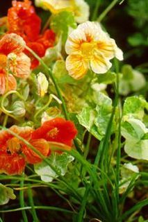 Annuals_tropaeolum_majus_alaska-1.large.detail