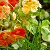 Annuals_tropaeolum_majus_alaska-1