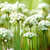 Chives_allium_tuberosum-1