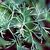 Dill_anethum_graveolens-1