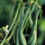 Bean_blue_lake_bush.medium.small