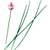 Chives_allium_schoenoprasum-1