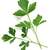 Parsley_petrosileneum_neapolitanum-1