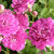 Rose-miniature-angel-wings-perennial