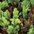 Gormet_salad_mix.small