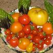 Tomatoes