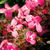 Thyme_thymus_necciffi-1.small