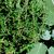 Thyme_thymus_vulgaris_orange_balsam-2.small