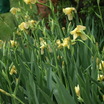 Irises2.thumb