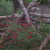 Corner_salvia.small