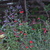 Penstemon_and_saliva.small