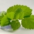 Lemon_balm_reduce