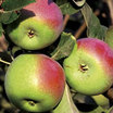Apple_tree_white_pearmain