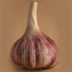 Garlic_hardneck_purple_glazer