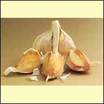 Garlic_hardneck_german_white