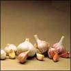 Garlic_softneck_chilean_silver