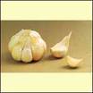 Garlic_softneck_inchelium_red