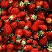 Strawberry_albion