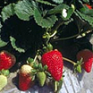 Strawberry_seascape